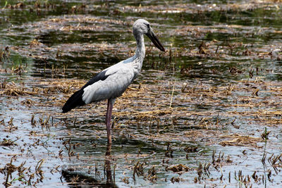 Bird on a lake