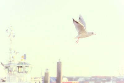 Birds flying over water