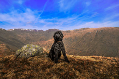 Black labradoodle in the lake district, uk