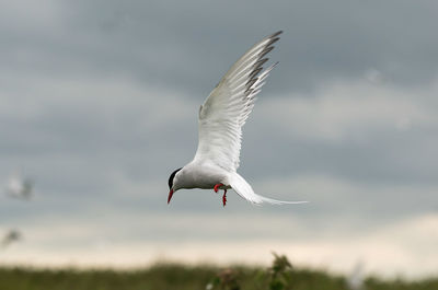 Seagull flying in sky