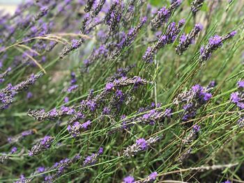 Close-up of purple flowering plants on field