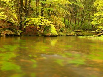 Scenic view of lake in forest