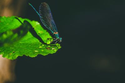 Close-up of insect on leaf