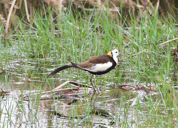 Bird perching on a grass