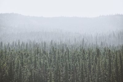 Scenic view of forest against sky during winter