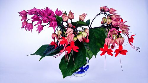 Close-up of flowers against sky