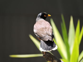 Close-up of bird perching on branch