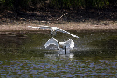 Bird flying over lake