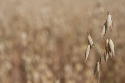 Close-up of wheat growing on field