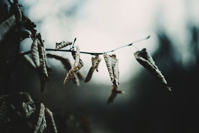 Close-up of branch against sky