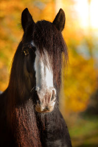 Close-up of a horse