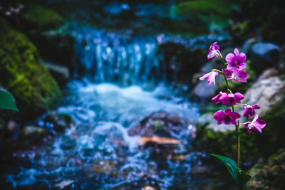 Close-up of flowers against blurred background near waterfall