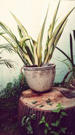 Close-up of potted plant