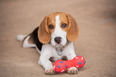 Close-up portrait of beagle with toy