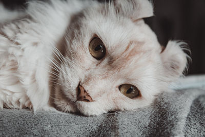 Close-up portrait of a cat