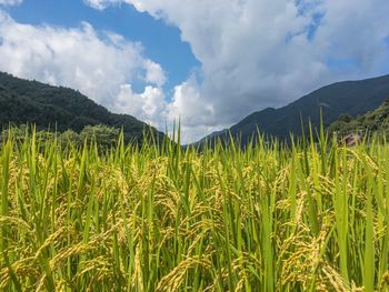 Scenic view of field against sky