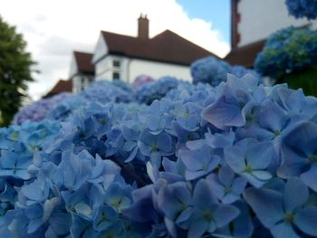 Close-up of purple flowering plant against building