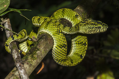 Close-up of lizard on tree branch