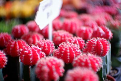 Close-up of red chili peppers for sale in market