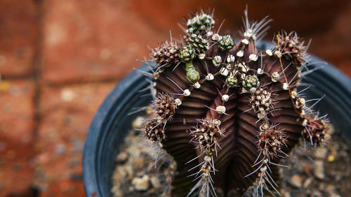 Close-up of wilted cactus plant