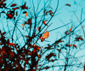 Low angle view of plant against sky