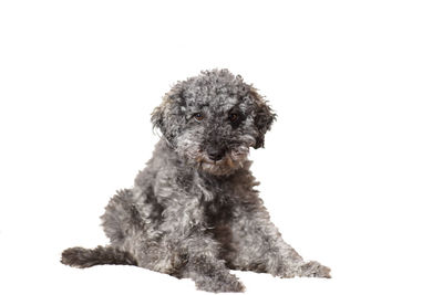 Portrait of a dog over white background