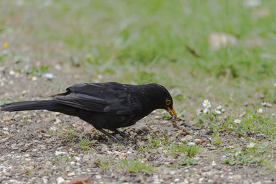 Close-up of bird on field