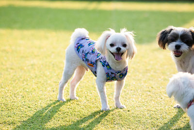 Portrait of dog on landscape