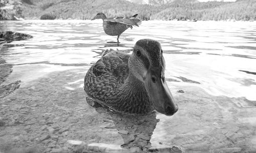 Duck in a lake