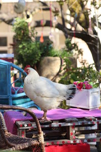 Close-up of seagull perching on tree