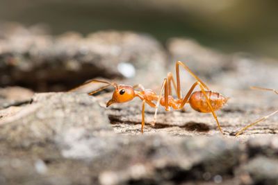 Extreme close-up of ant on plant bark