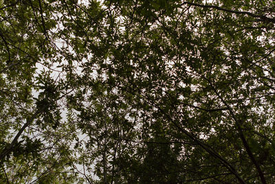 Low angle view of flowering tree