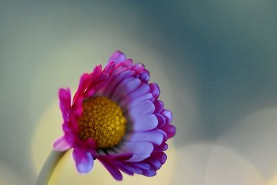 Close-up of pink daisy flower