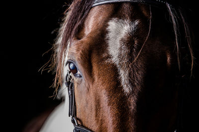 Close-up of horse standing against black background