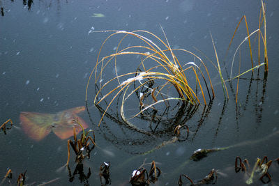 High angle view of fish swimming in lake