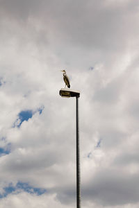 Low angle view of heron on street light against cloudy sky