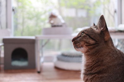 View of a cat looking away at home