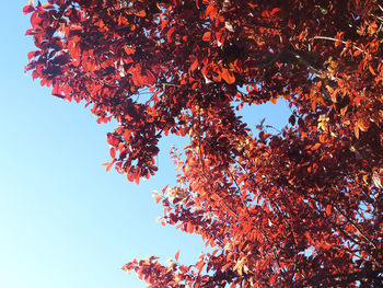 Low angle view of autumnal tree against clear sky