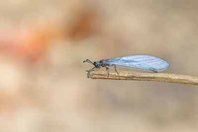 Close-up of insect