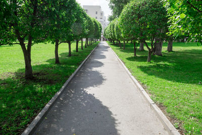 Footpath amidst trees in park