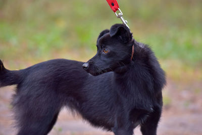 Close-up of black dog looking away