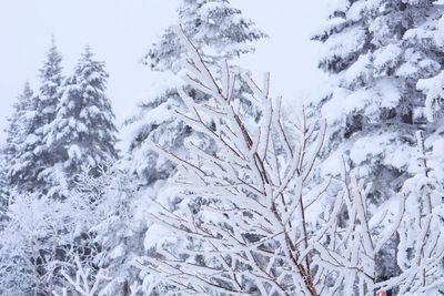 Snow covered trees in forest