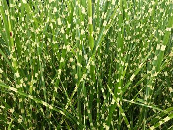 Full frame shot of plants growing on field
