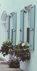 Flower plants against building