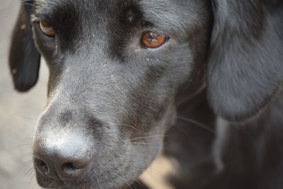 Close-up portrait of a dog