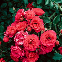 High angle view of pink roses