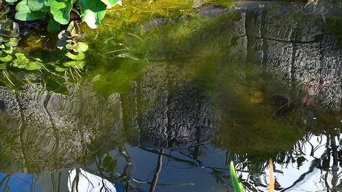 Close-up of snake by plants in water