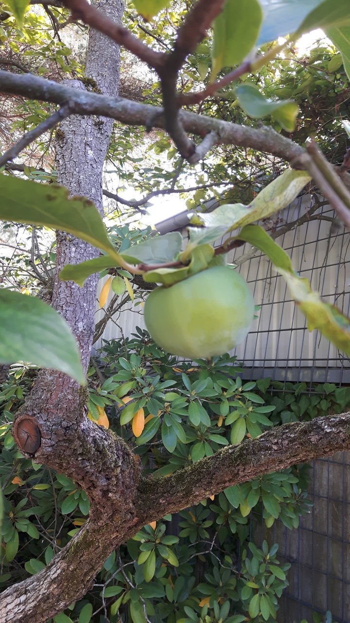 CLOSE-UP OF FRUIT GROWING ON TREE