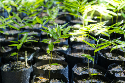 Close-up of potted plants