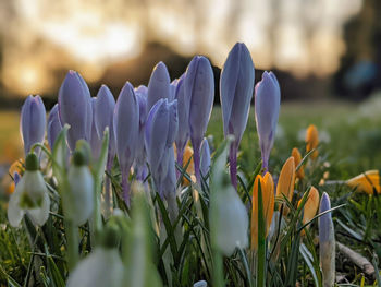 Close-up of purple crocus flowers on field